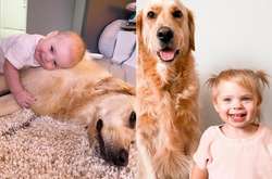 Подборка трогательных фото, показывающих крепкую дружбу ретривера и ребенка