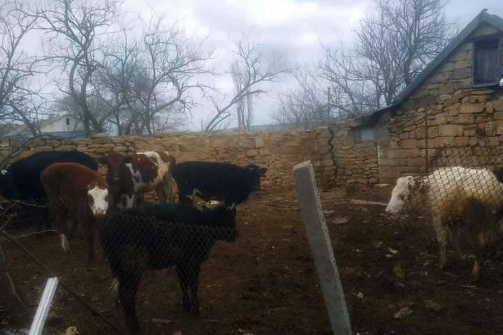 Жорстоке поводження з тваринами: на Одещині фермера притягнуть до відповідальності за те, що тримав корів на морозі