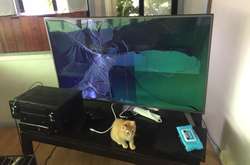 Выходки этих пушистых мерзавцев не поддаются никакой логике. Курьезные фото