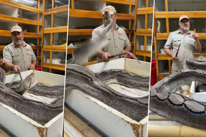 Гігантський пітон намагався вчепитися в обличчя власника зоопарку рептилій (відео)