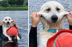 Курьезнее фото до невозможности смешных псов, чьи большие щеки творят чудеса