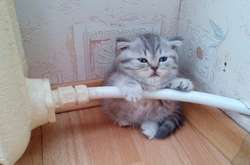 Курьезные фото котят, которые умилят вас своею крошечностью