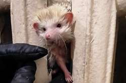 Африканського їжака, що застряг у батареї, рятувальники визволяли протягом шести годин (фото)