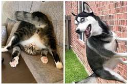 Когда питомцы внезапно сломались и забыли, как ведут себя нормальные собаки и кошки (фото)