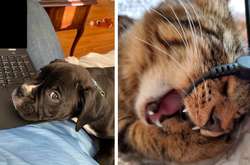 Курьезные фото питомцев, которые ни за что не хотят делить своего хозяина с какой-то работой