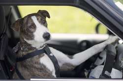  В результате аварии никто, к счастью, не пострадал 
  