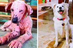 Трогательные фото бездомных животных до и после того, как в их жизни появились хозяева