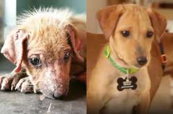  Теперь щенок может блистать на любой выставке 
  