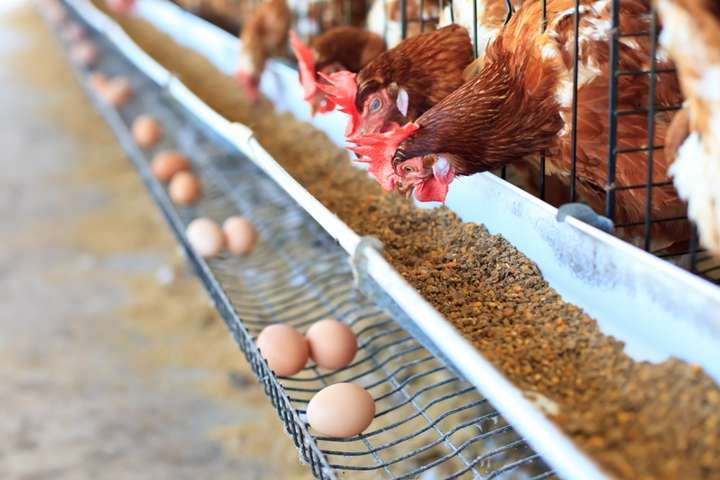 Виробництво яєць на підприємствах України із початку року скоротилося на 23%