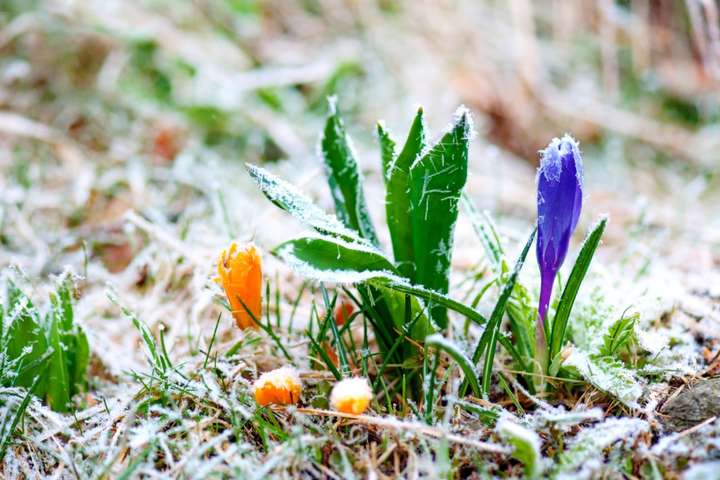 Сніг, дощ та заморозки: прогноз погоди в Україні на початок тижня
