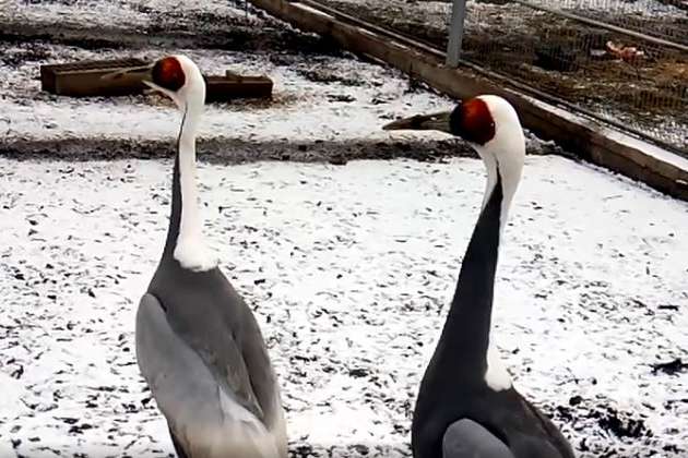 Пташина любов: зоопарк Вінниччини показав залицяння журавлів (відео)