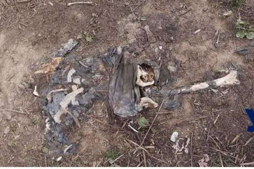 Людські кістки в пакеті: одесит натрапив на страшну знахідку, коли гуляв з собакою 
