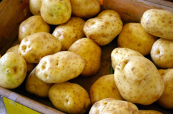 С начала года Украина импортировала почти 59 тысяч тонн картофеля