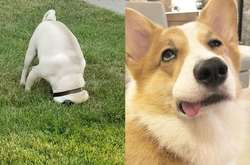 Курьезные фото собак, которые ненадолго вышли из строя