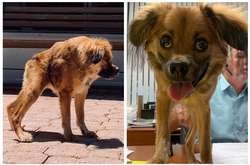 Несмотря на редкую болезнь эта собака способна очаровать любого (фото)