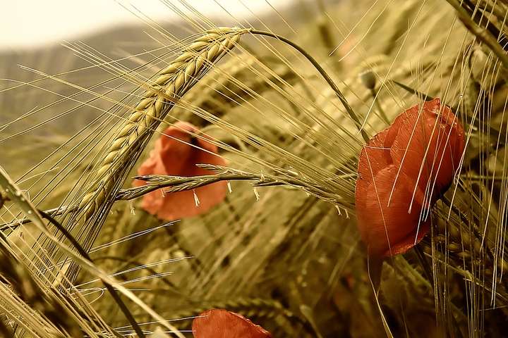 Україна нарощує імпорт пшениці. Хлібопекарі б’ють на сполох