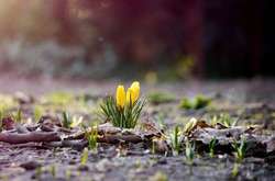 Останні дні березня будуть теплими 