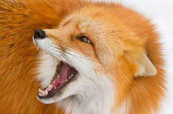 Під час ізоляції у відділі по боротьбі зі сказом тварин у лисиці спостерігались клінічні ознаки захворювання