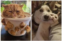 Курьезные фото собак и кошек, которые одним своим видом поднимут настроение любому