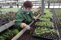 Цього року в Дарницькому районі висадять майже мільйон рослин