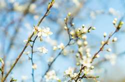 Подекуди стовпчики термометрів піднімуться до 20° вище нуля