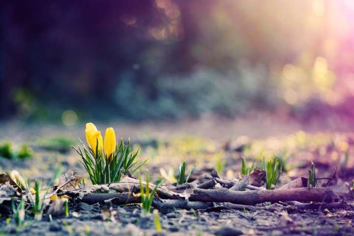 В Україну йде справжня весна: прогноз погоди на 28 березня