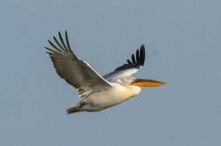 На Тузлівських лиманах в Одеській області триває весняна міграція птахів: прилетіли пелікани, одуди та лебеді