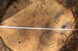 Пеньок на місці спиляного дерева