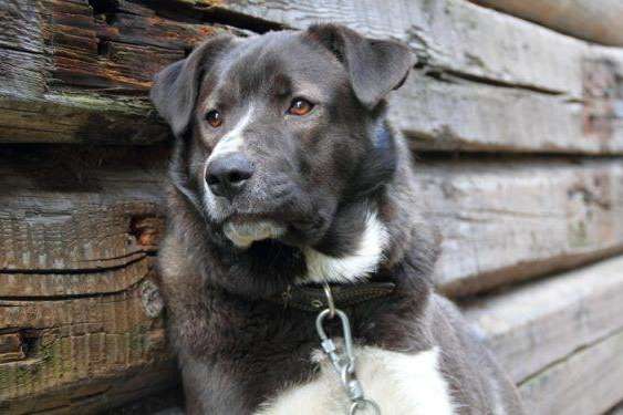 Жорстоке поводження з тваринами: на Одещині оголосили підозру чоловіку, який скалічив прив'язаного пса