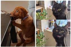 Курьезные фото питомцев, чья реакция на собственные проделки умилила хозяев