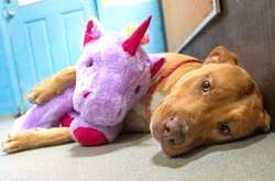 В США бродячий пес 5 раз пытался украсть игрушку-единорога из магазина. Курьезные фото