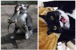 Лучшие фотографии котиков, ради которых и был создан Интернет