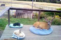 Курьезные фото животных, которые просто пришли поздороваться и растопили наши сердца