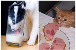 Курьезные фото котов-воришек, пойманных на горячем