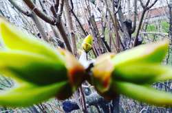 Середня місячна температура квітня передбачається на рівні 8–11° тепла