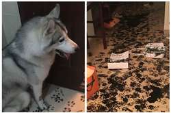 Хозяева вредной хаски отправились в кино, но когда вернулись домой, не узнали свою квартиру