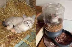 Курьезные фото кошек, которые выбирают самые необычные места для отдыха