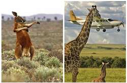 Самые харизматичные звери с конкурса самых смешных фотографий дикой природы