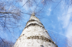  Якщо в цей день береза дає багато соку, значить, літній сезон буде рясніти дощами 