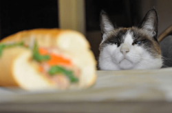 Курьезные фото целеустремленных котов, которые готовы на все во имя еды