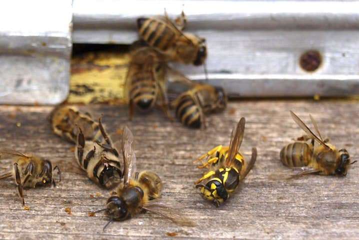 Експерти: Бджоли гинуть не від пестицидів, а від порушення правил їх застосування та контрафакту