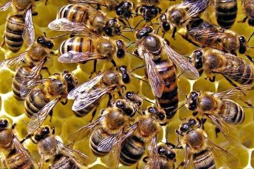 5G вбиває бджіл на Одещині. Представники Московського патріархату нарікають на стільниковий зв'язок