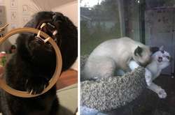 Эти котики обожают пускать в ход свой грозный кусь. Подборка курьезных фото