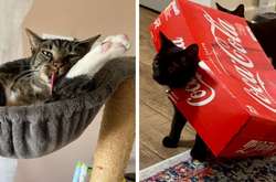 Нелепость этих котиков не позволяет их хозяевам хоть на минуту выпустить камеру из рук