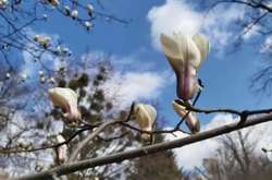 Розквітли не тільки магнолії, а й первоцвіти