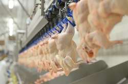 Названо ТОП-7 українських експортерів птиці. Скільки заробили за 2020 рік