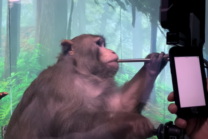 У компанії Маска показали мавпу, яка грає у відеогру «силою думки». Чому це важливо (відео)