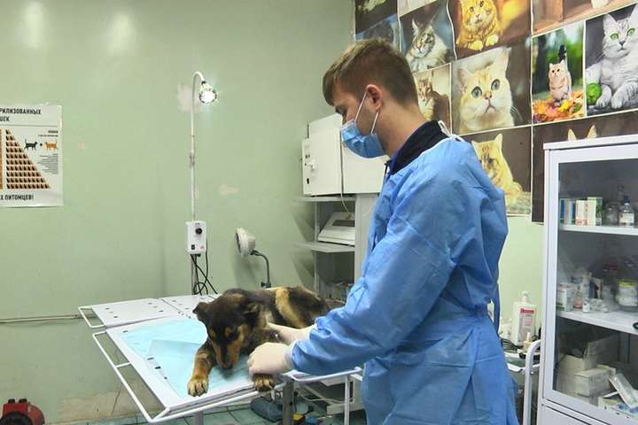 У Маріуполі рятують пораненого кулею на передовій собаку