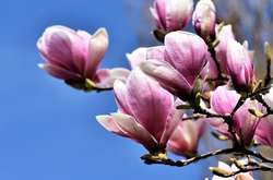 До 16 градусів тепла: прогноз погоди в Україні на 11 квітня