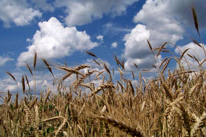 Експерти очікують на рекордний урожай пшениці у світі 